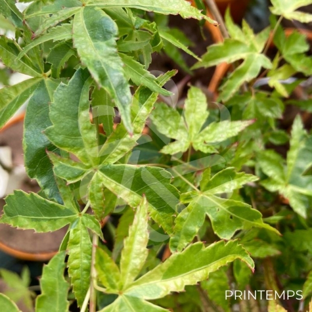 Acer palmatum 'Relish' - Érable du Japon