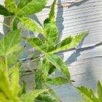 Acer palmatum 'Relish' - Érable du Japon