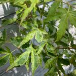 Acer palmatum 'Relish' - Érable du Japon