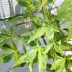 Acer palmatum 'Relish' - Érable du Japon