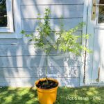 Acer palmatum 'Relish' - Érable du Japon