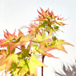 Acer palmatum 'Russel Grace'