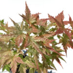 Acer palmatum 'Russel Grace'
