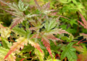 Acer Palmatum Russel Grace