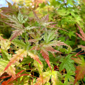 Acer Palmatum Russel Grace