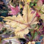 Acer palmatum 'Russel Grace' - Érable du Japon