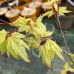Acer palmatum 'Russel Grace' - Érable du Japon