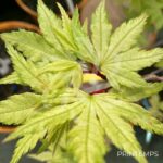 Acer palmatum 'Russel Grace' - Érable du Japon