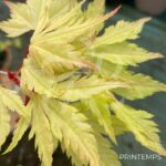 Acer palmatum 'Russel Grace' - Érable du Japon