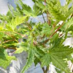 Acer palmatum 'Russel Grace' - Érable du Japon