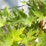 Acer palmatum 'Russel Grace' - Érable du Japon