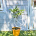 Acer palmatum 'Russel Grace' - Érable du Japon