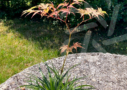 Acer palmatum 'Shirazz'