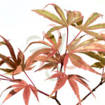 Acer palmatum 'Shirazz'