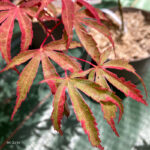 Acer palmatum 'Shirazz' - Érable du Japon