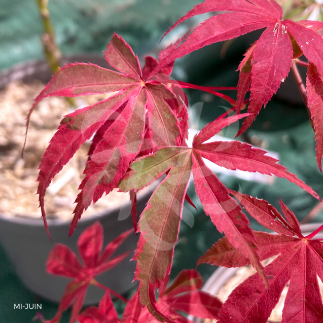 Acer palmatum 'Shirazz' - Érable du Japon