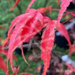 Acer palmatum 'Shirazz' - Érable du Japon