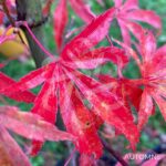 Acer palmatum 'Shirazz' - Érable du Japon