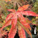 Acer palmatum 'Shirazz' - Érable du Japon