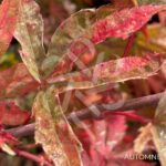 Acer palmatum 'Shirazz' - Érable du Japon