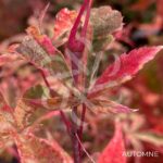 Acer palmatum 'Shirazz' - Érable du Japon