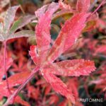 Acer palmatum 'Shirazz' - Érable du Japon