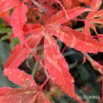 Acer palmatum 'Shirazz' - Érable du Japon