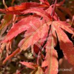 Acer palmatum 'Shirazz' - Érable du Japon