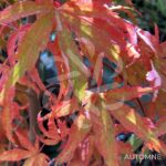 Acer palmatum 'Shirazz' - Érable du Japon