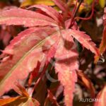 Acer palmatum 'Shirazz' - Érable du Japon