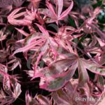 Acer palmatum 'Shirazz' - Érable du Japon