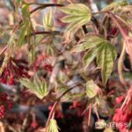 Acer palmatum 'Shirazz' - Érable du Japon