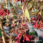 Acer palmatum 'Shirazz' - Érable du Japon