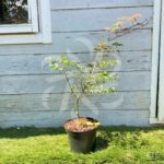 Acer palmatum 'Shirazz' - Érable du Japon