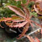 Acer palmatum 'Shirazz' - Érable du Japon