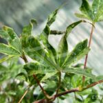 Acer palmatum 'Shirazz' - Érable du Japon