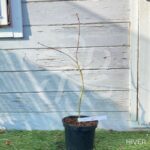 Acer palmatum 'Shirazz' - Érable du Japon