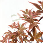 Acer Palmatum 'Shogun'