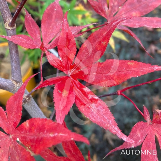 Acer Palmatum 'Shogun' - Érable du Japon