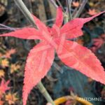 Acer Palmatum 'Shogun' - Érable du Japon