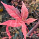 Acer Palmatum 'Shogun' - Érable du Japon