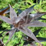 Acer Palmatum 'Shogun' - Érable du Japon