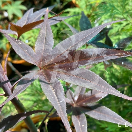 Acer Palmatum 'Shogun' - Érable du Japon