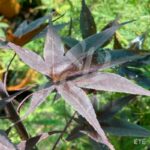 Acer Palmatum 'Shogun' - Érable du Japon