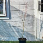 Acer palmatum 'Susan' - Érable du Japon