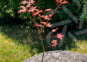 Acer palmatum 'Takao beni'