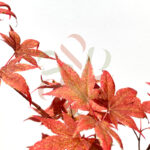 Acer palmatum 'Takao beni'