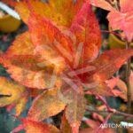 Acer palmatum 'Takao beni' - Érable du Japon