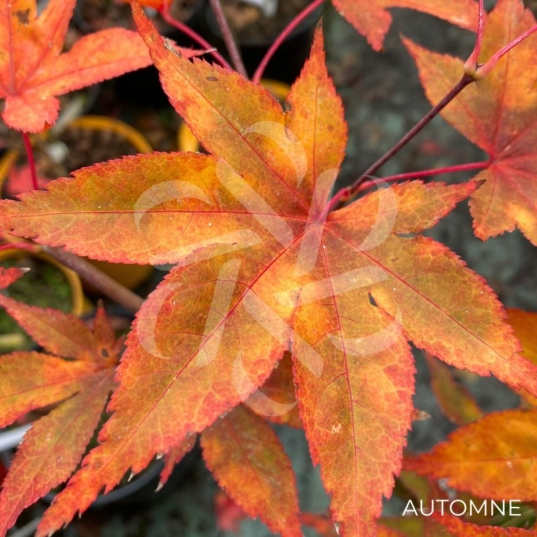 Acer palmatum 'Takao beni' - Érable du Japon