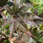 Acer palmatum 'Takao beni' - Érable du Japon